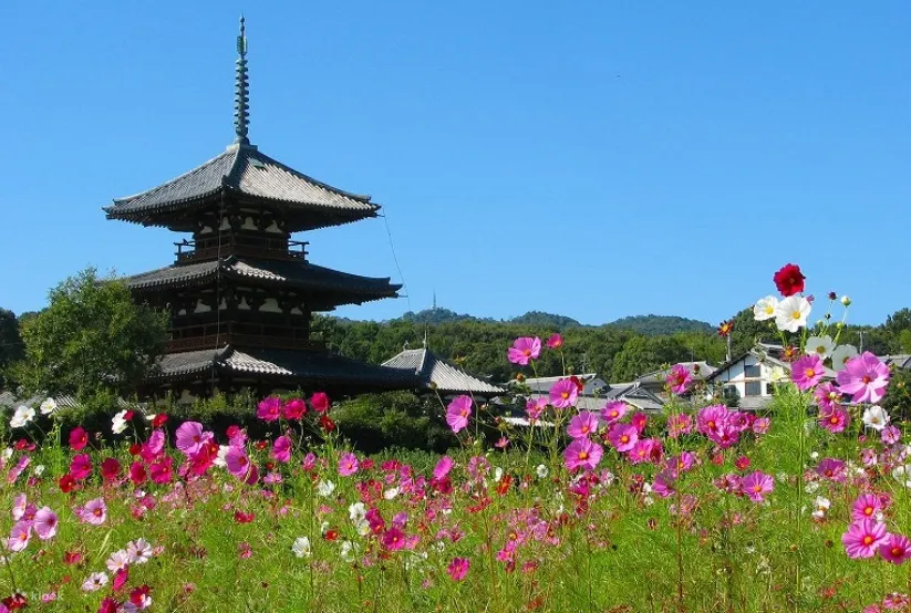 すぐ近くにある法起寺は、コsuモsuがとても绮丽です。