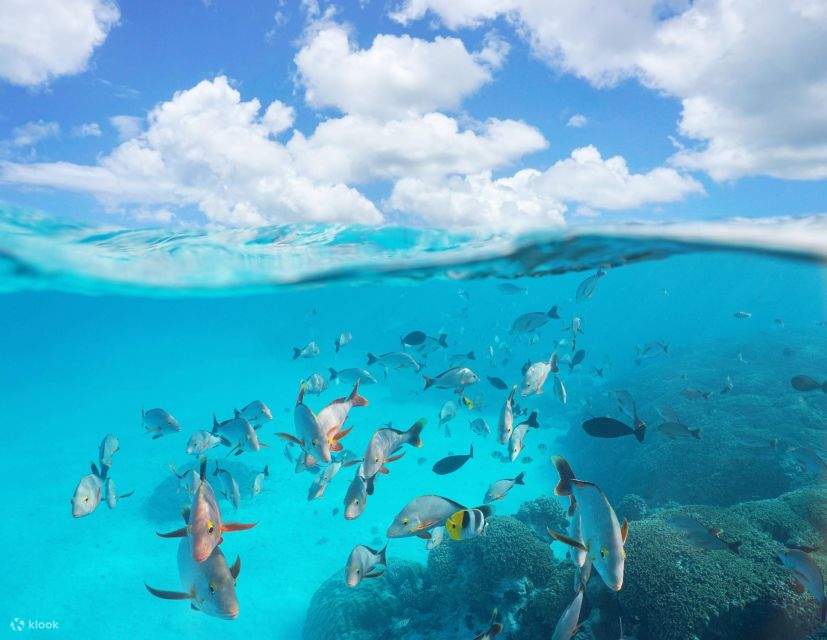 Bahía de Makadi: Tour en barco para avistar delfines con traslados privados