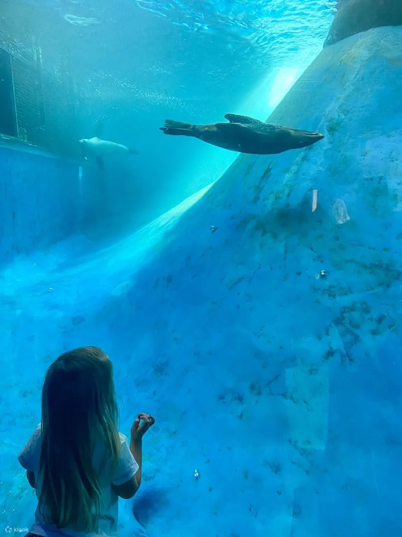 墨爾本動物園照片 - 與海豹近距離接觸