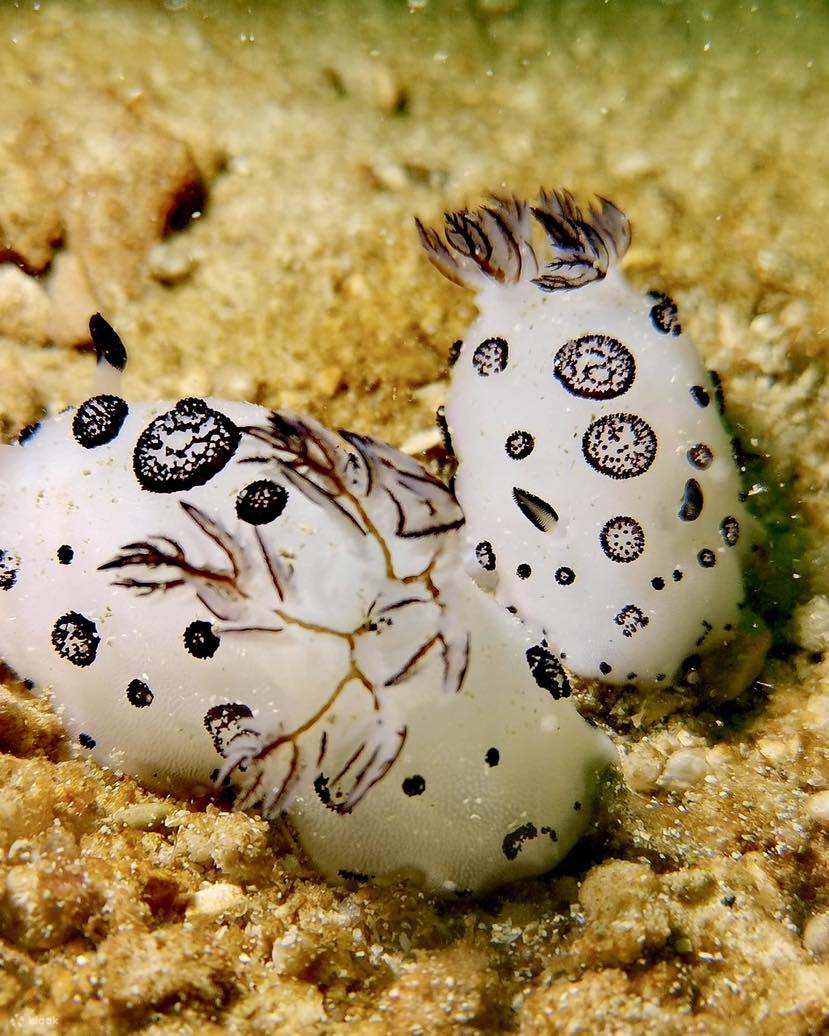 Merakam keindahan alam dasar laut Perhentian: syurga bagi penyelam yang mencari hidupan marin yang bertenaga.