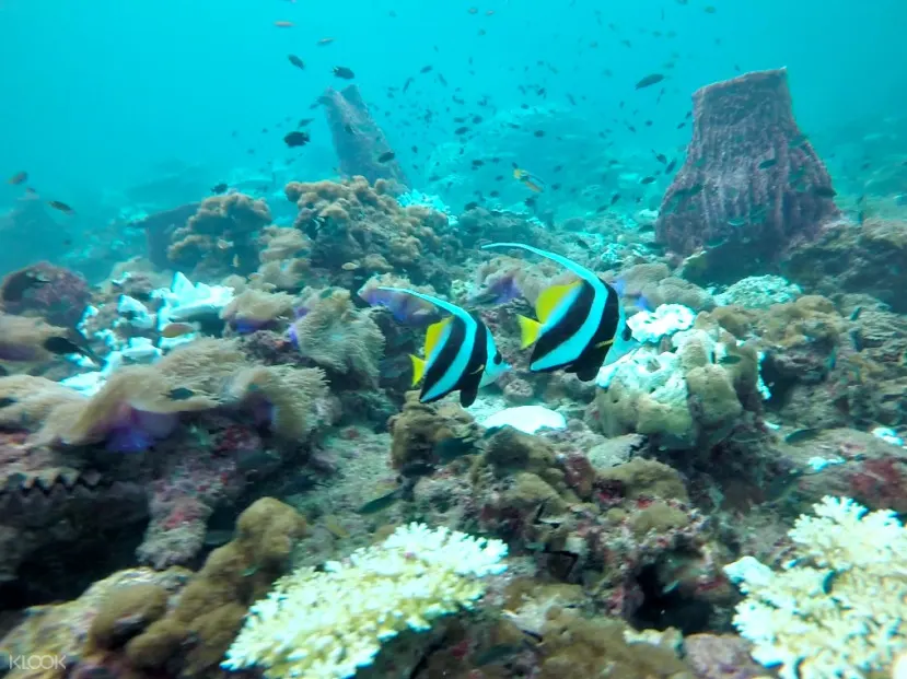 芭雅島Pulau Payar