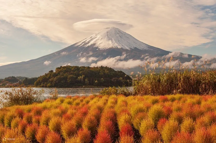 富士山氷穴＆西湖治愈里根場＆花富士山大石公园＆抹茶体験一日游（东京