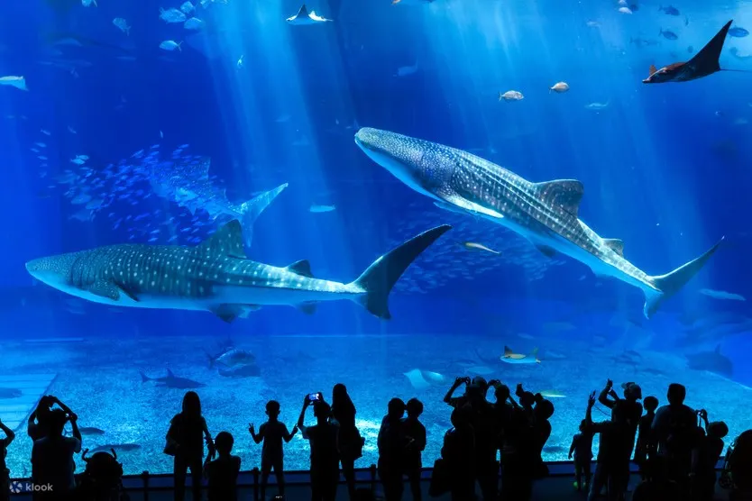 冲绳美丽海水族馆