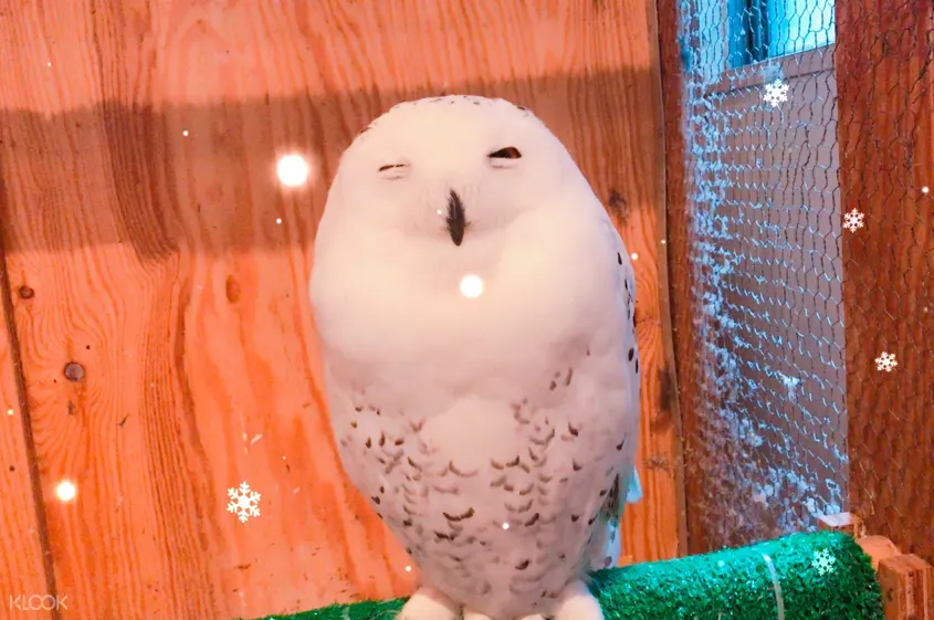 東京貓頭鷹之家咖啡廳