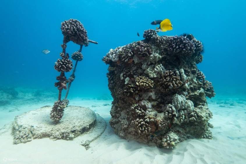 Tour in barca nella barriera corallina poco profonda a Oahu