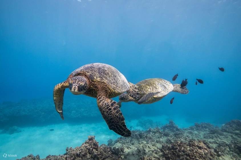 沉浸在歐胡島的淺礁中，這裡是無數海洋物種的家園