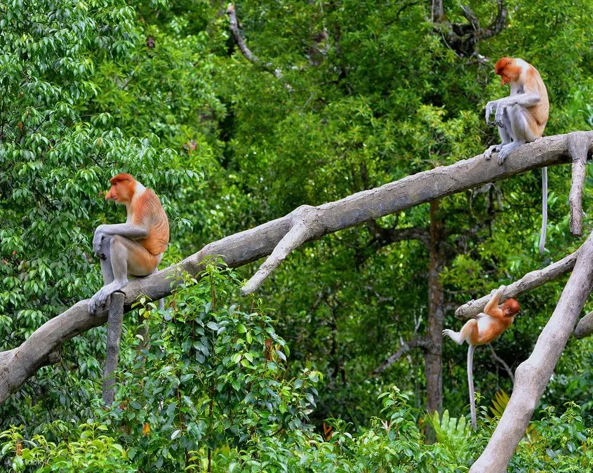 proboscis monkey