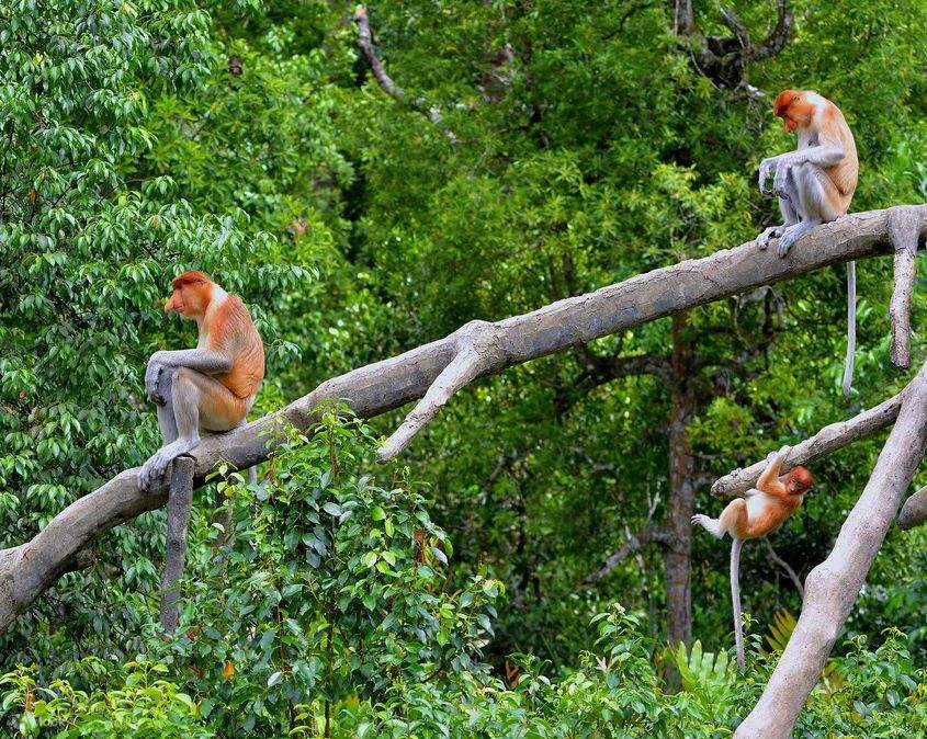 носатая обезьяна