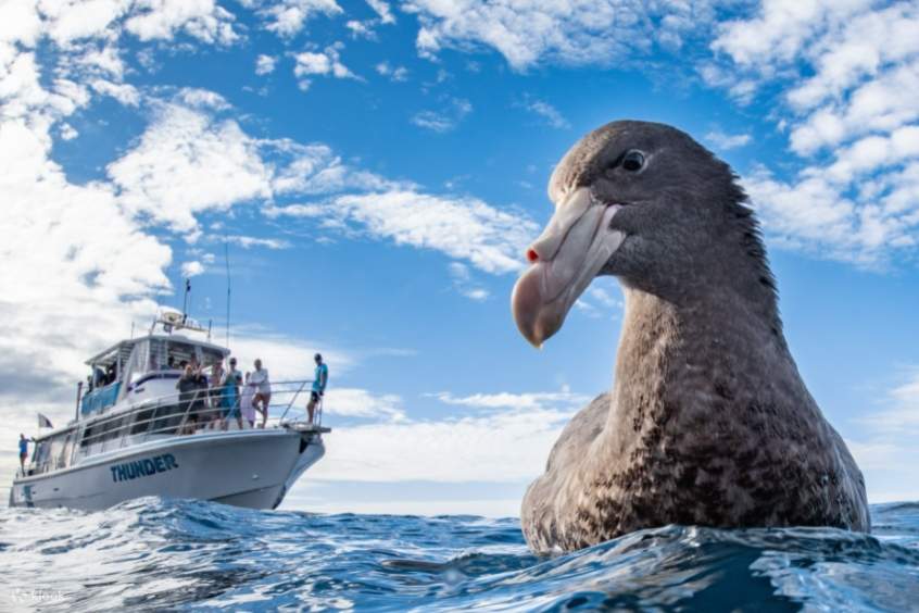 クルーズと野生生物