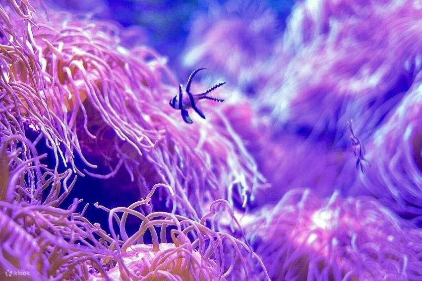 シドニー水族館 - シドニー水族館のサンゴ