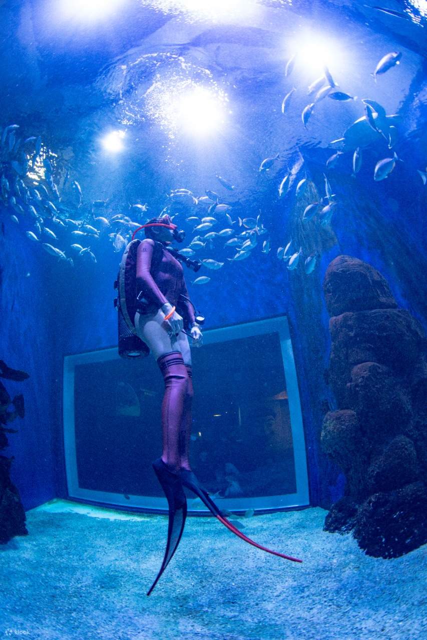 Cours PADI Open Water Diver