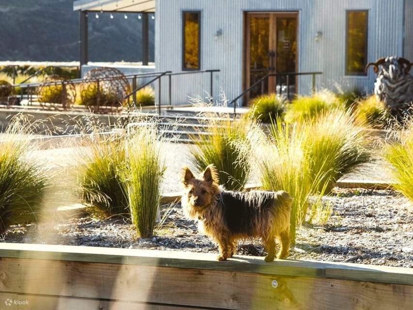 Bas Hop-On Hop-Off Wain di Queenstown	