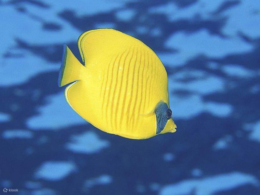 Red Sea: Semi-Submarine Boat Trip with Snorkeling