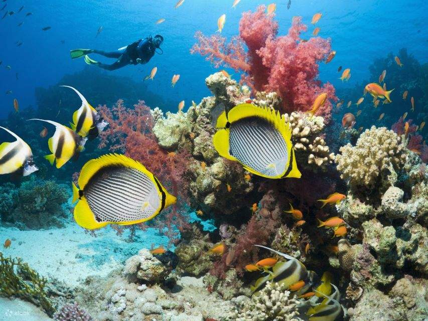 Sahl Hasheesh: Diving or Snorkeling Boat Trip with Lunch