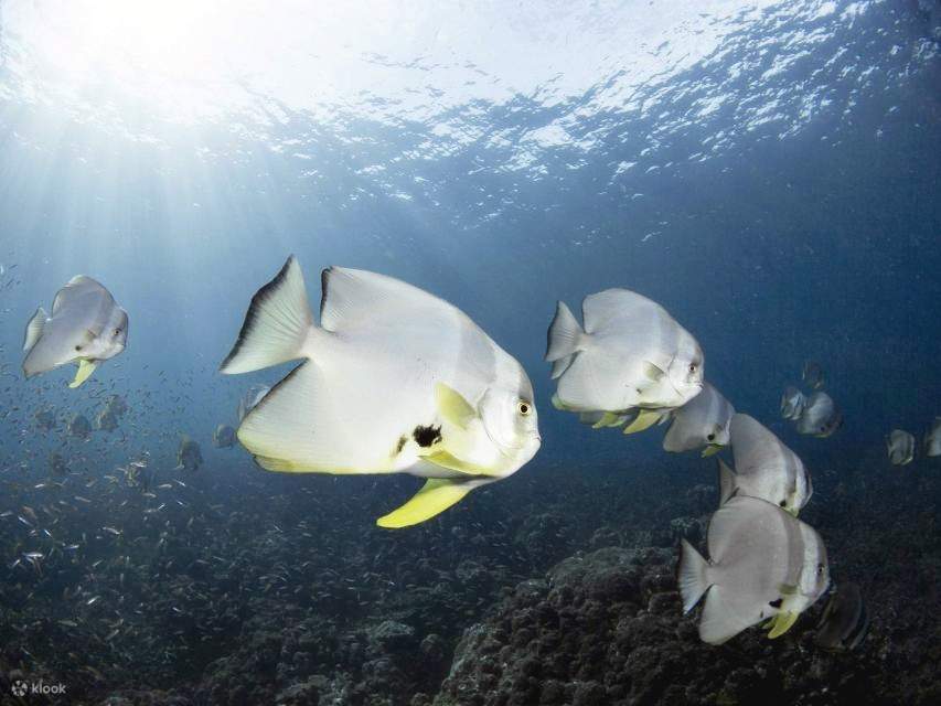 Charm el-Cheikh : Croisière sur l’île de Tiran avec initiation à la plongée et déjeuner