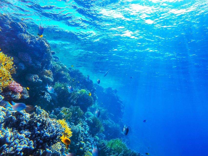 Crucero de Buceo en Barco a la Isla de Tirán con Traslados Privados desde Sharm