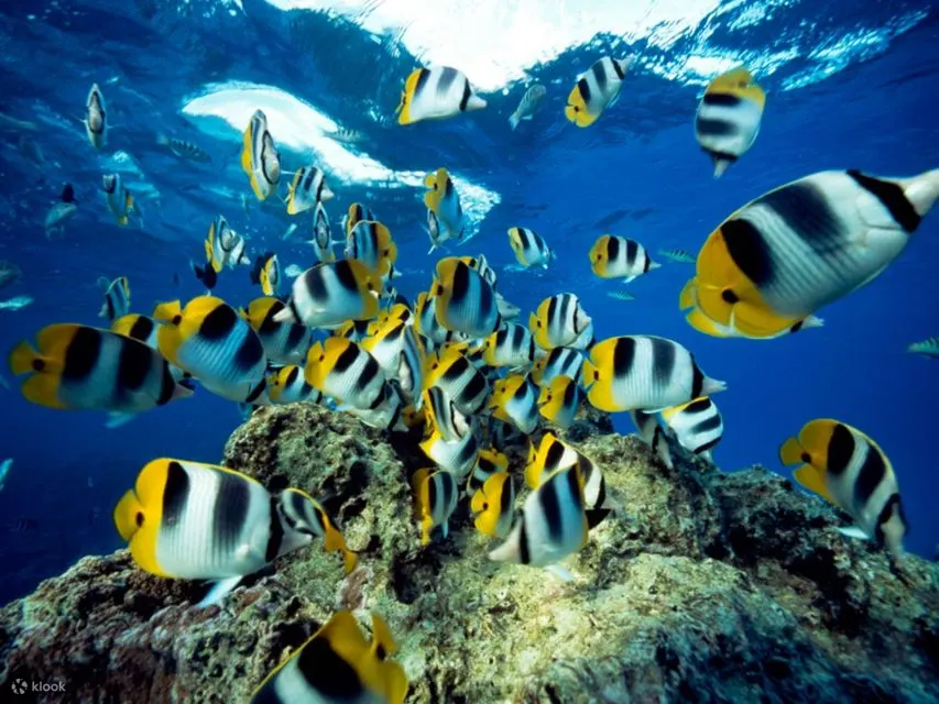 红海：半潜艇浮潜之旅