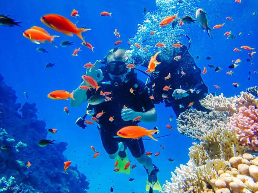 Sahl Hasheesh: Diving or Snorkeling Boat Trip dengan Makan Siang