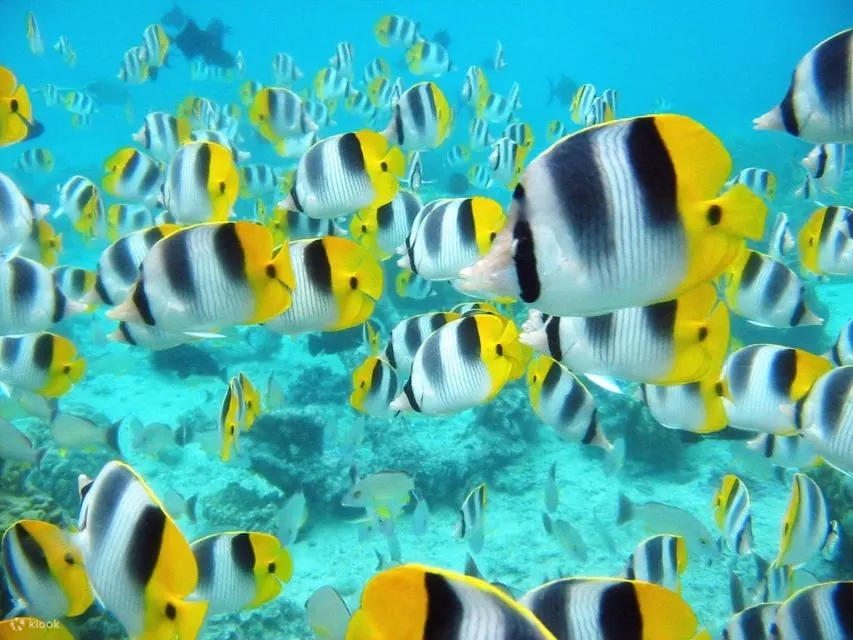 红海：半潜艇浮潜之旅