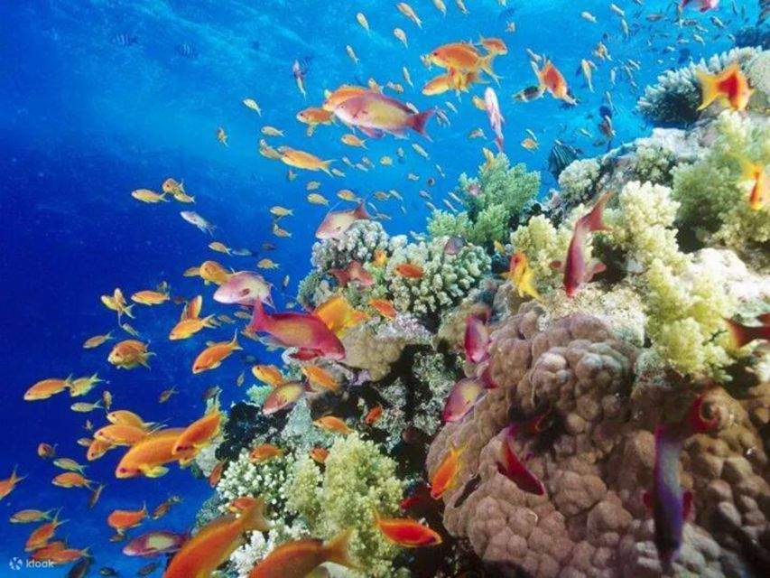 Sheikh Sub Sharm el-Sheikh: Excursie cu semi-submarinul de-a lungul coastei ...