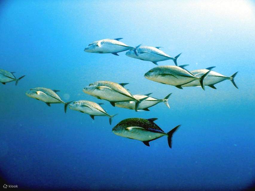 Sharm: Crucero en barco de buceo a la Isla de Tirán con traslados privados