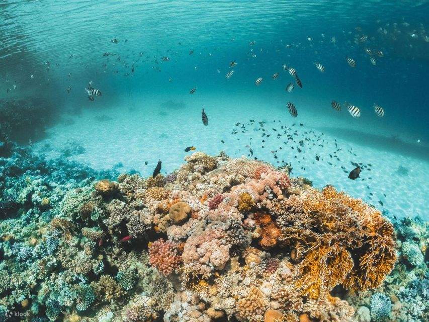 Sharm Tauchboot-Tour zur Tiran Insel mit privaten Transfers