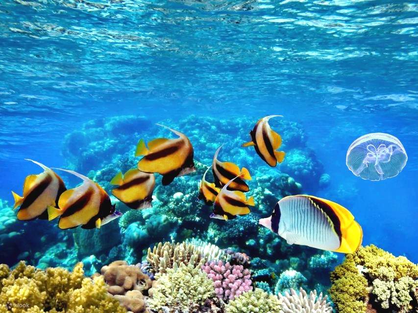 Sharm : Croisière en bateau de plongée à l’île de Tiran avec transferts privés