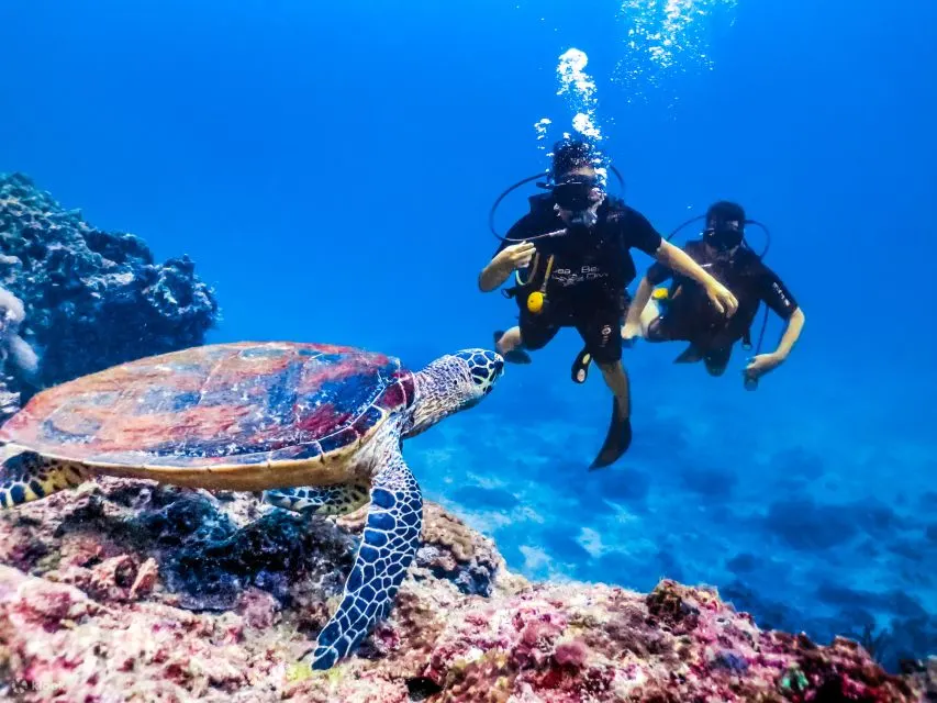 沙姆沙伊赫：拉斯穆罕默德潜水游船之旅（含私人接送）