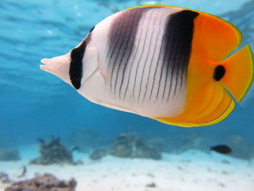 Red Sea: Semi-Submarine Boat Trip with Snorkeling