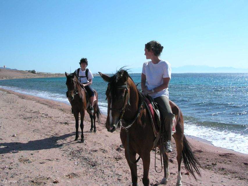 Sharm El Sheikh: Passeggiata a Cavallo Lungo la Costa con Transfer