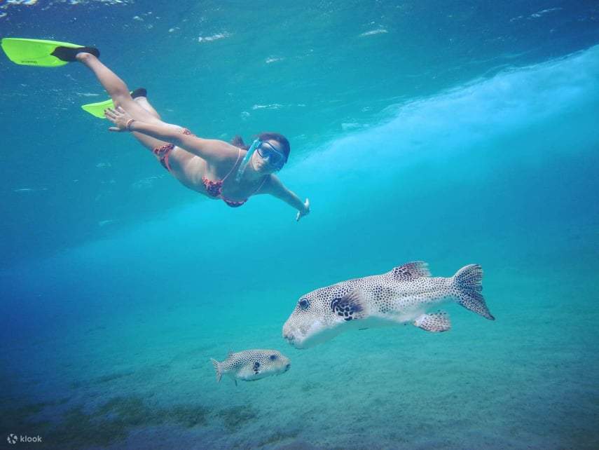 Snorkeling With Dugong Marsa Mubarak boat trip with lunch 
