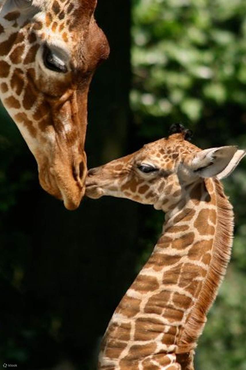 ยีราฟในสวนสัตว์ ARTIS