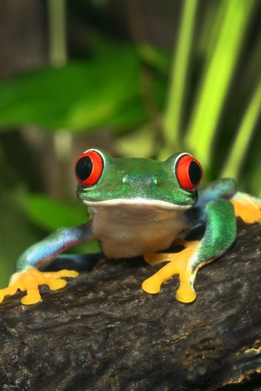 กบในสวนสัตว์ ARTIS อัมสเตอร์ดัม