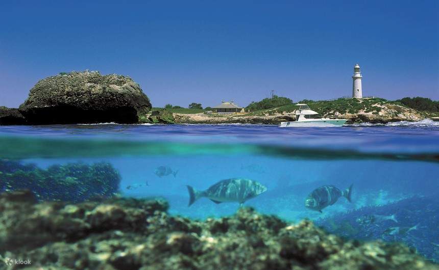 Rottnest Island Tours dari Perth (Barrack St Jetty) Klook Indonesia