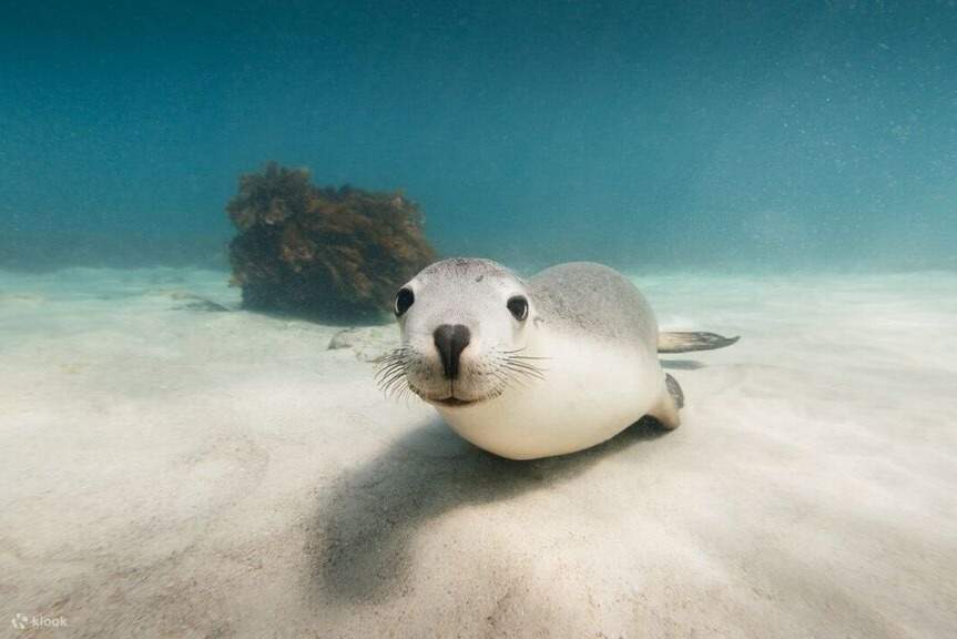 Unterwasser-Wochenendabenteuer in Port Lincoln