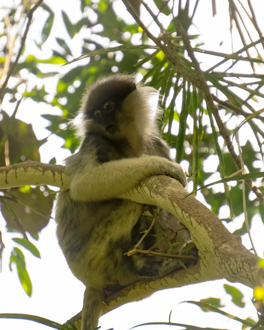 sinharaja forest reserve hike