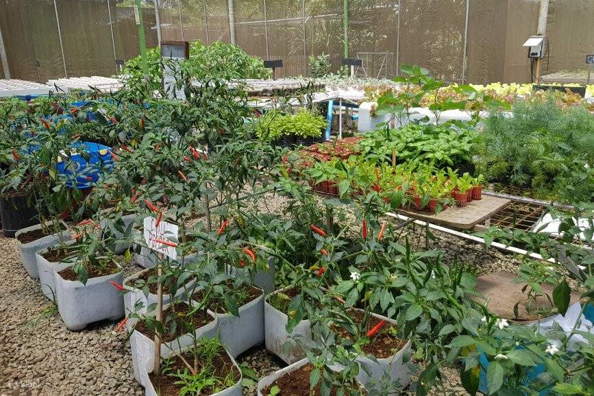 Различные травы и фрукты, выращенные в теплице