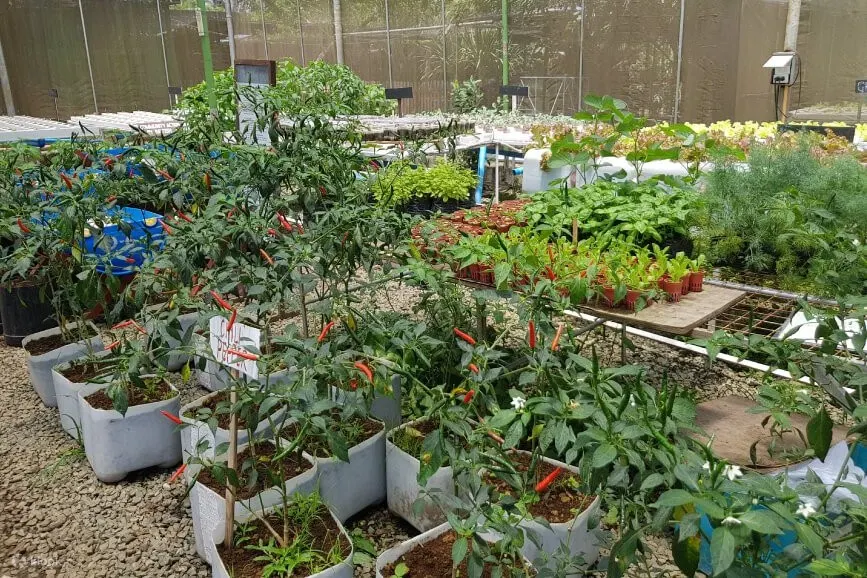 温室中生长的各种草本植物和水果