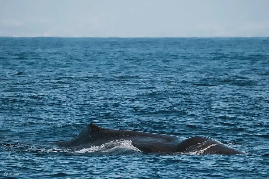 凯库拉 (Kaikoura) 海域