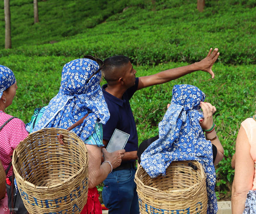 차밭에 대해 알아보기 