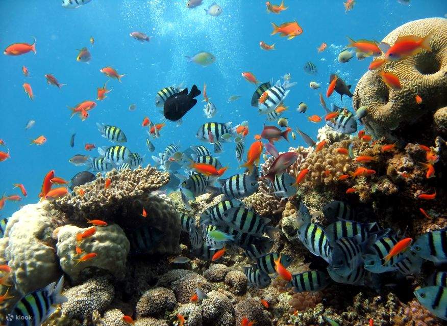 マカディ湾発：往復送迎付きシンドバッド潜水艦ツアー