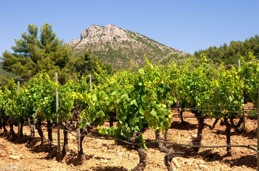 Côteaux d'Aix Half Day Wine Tour from AixenProvence