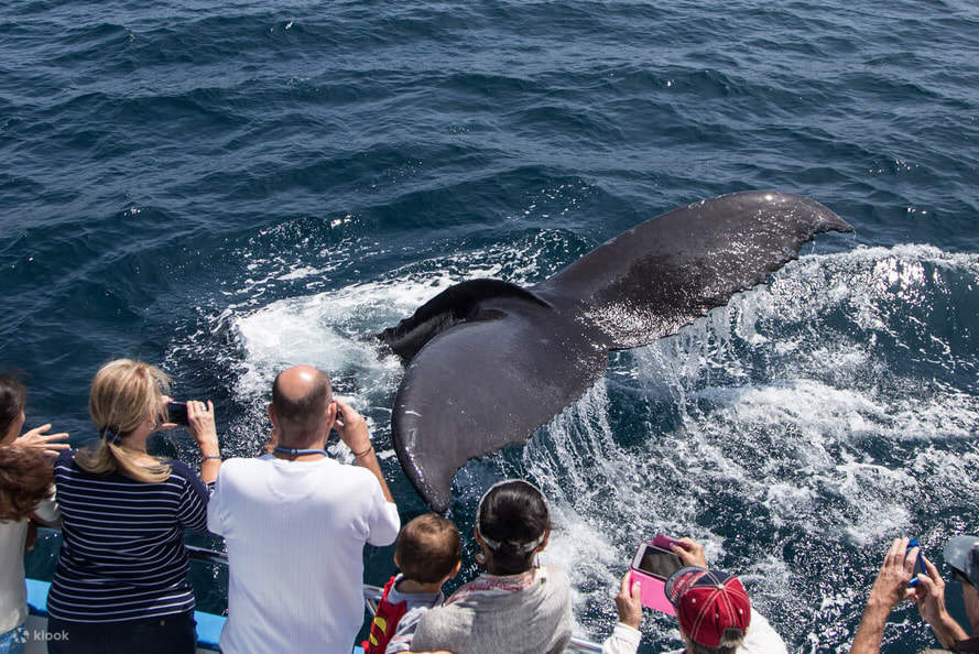 Mọi người đang ngắm cá voi