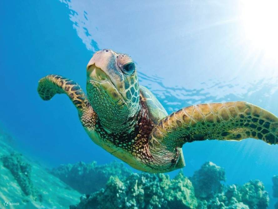 Encounter Hawaiian green sea turtles in their natural habitat along the Kohala Coast