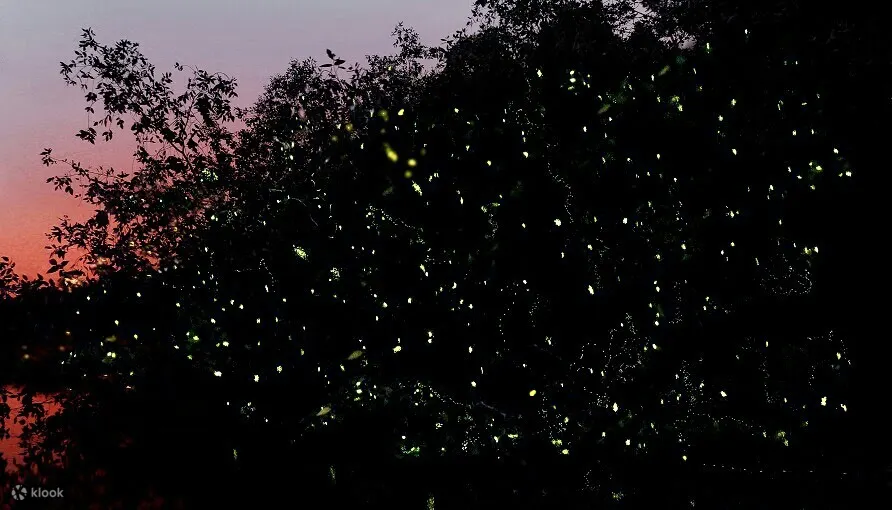 fireflies at kawa kawa river