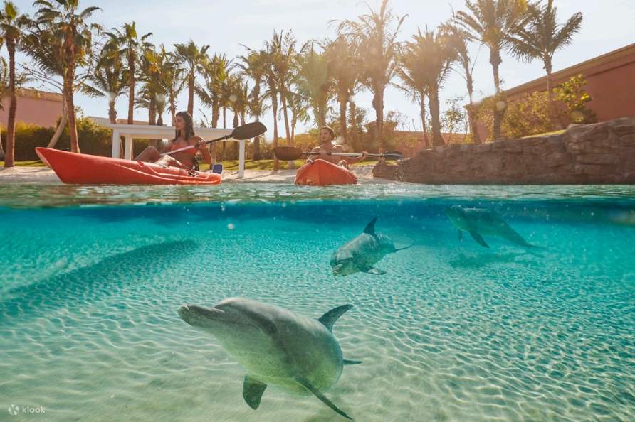 아틀라스 빌리지 아틀란티스 더 팜 두바이의 돌고래 체험 클룩 Klook 한국