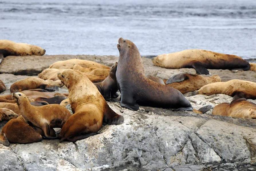 Observar un león marino tomando el sol en las costas rocosas de Telegraph Cove