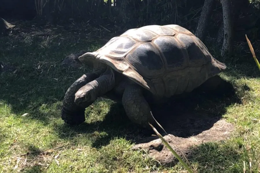 墨爾本動物園照片 - 墨爾本動物園與動物的邂逅