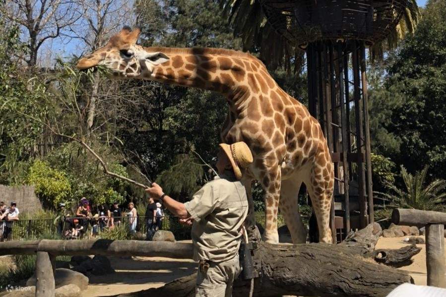 Melbourne Zoo Ticket Klook Australia