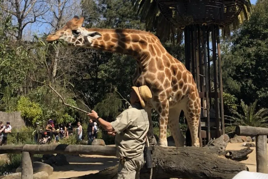墨爾本動物園照片 - 與家人一起遊覽動物園